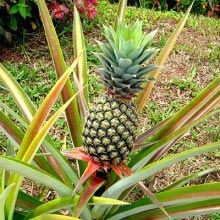 Pineapple Plants