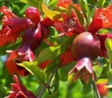 Pomegranate Plants