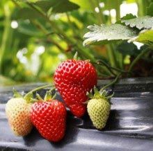 Strawberry Plants