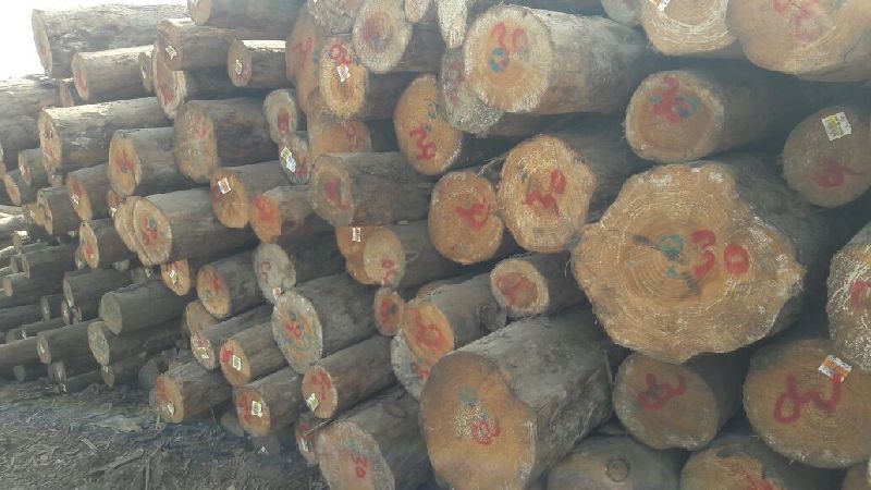 New Zealand Pine Wood 01