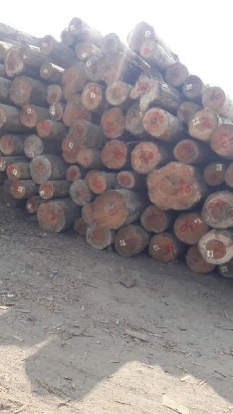 New Zealand Pine Wood 02