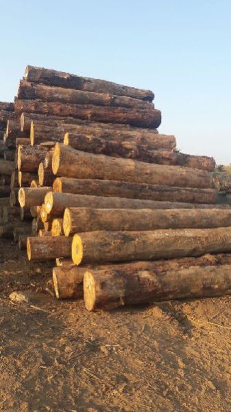 New Zealand Pine Wood 03