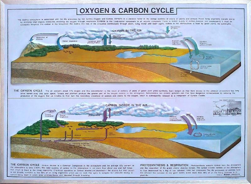 Oxizon and Carbon Cycle