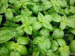 Fresh Basil Leaves 01