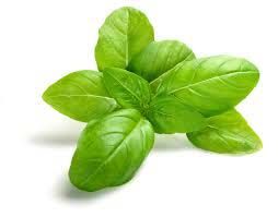 Fresh Basil Leaves 02