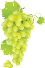 Fresh Grapes 01