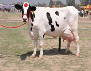 HF Cow 05