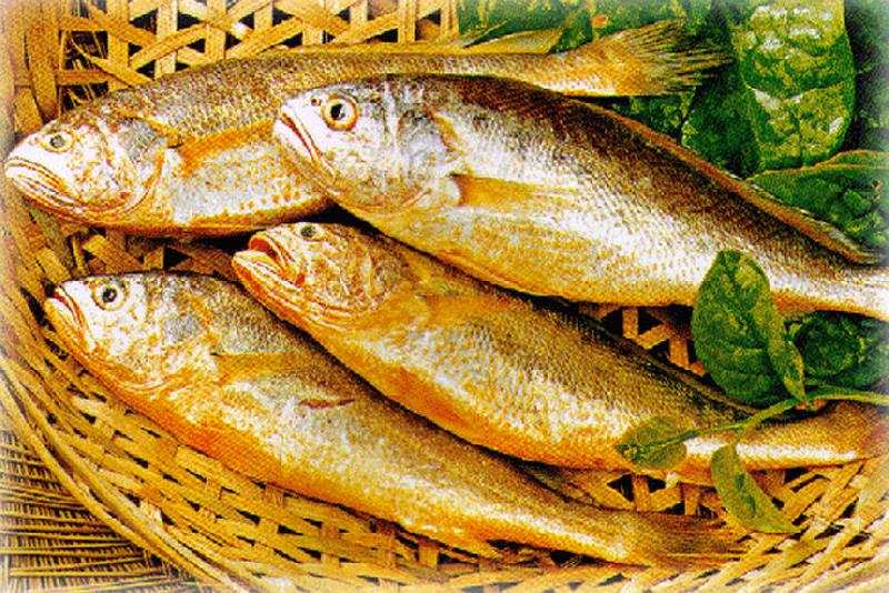 Yellow Croaker