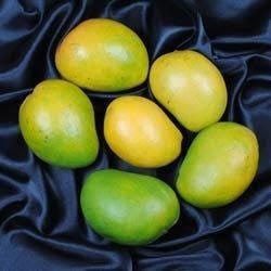 Fresh Alphonso Mango 02