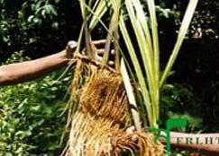 Bach Gudbach Herbal Extracts