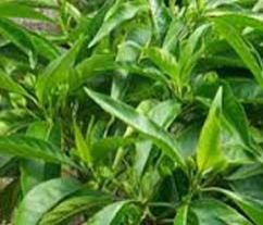 Vasaka Herbal Extracts