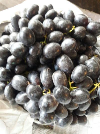 Fresh Black Grapes 01