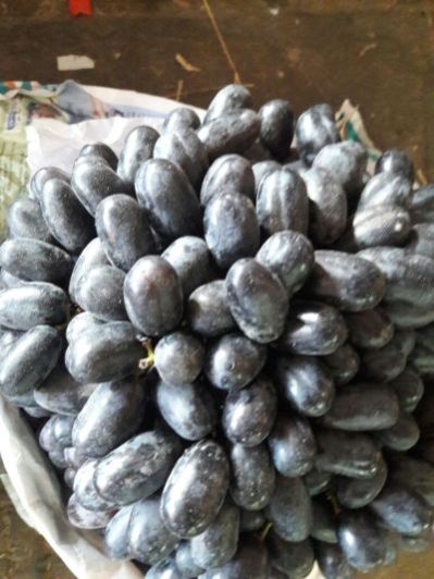 Fresh Black Grapes 02