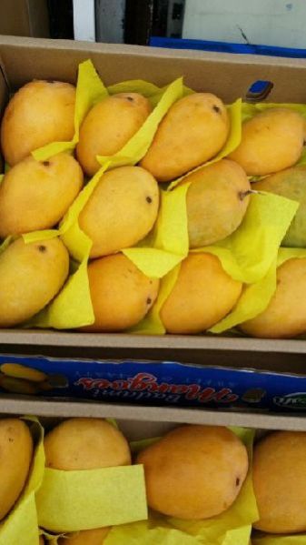 Fresh Mango 02