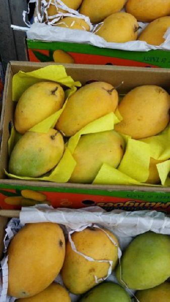 Fresh Mango 08