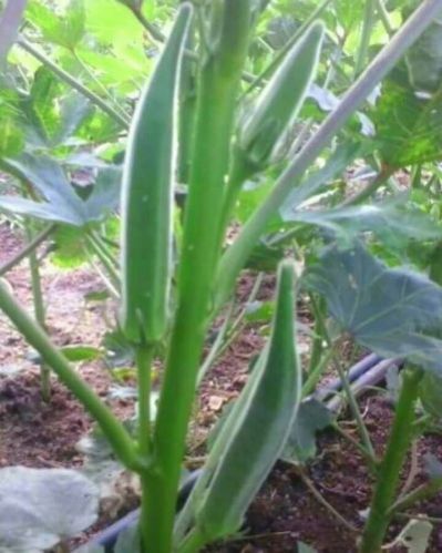 Fresh Okra 02