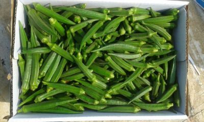 Fresh Okra 04