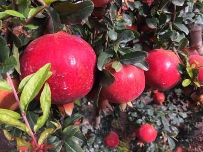 Fresh Pomegranate 01