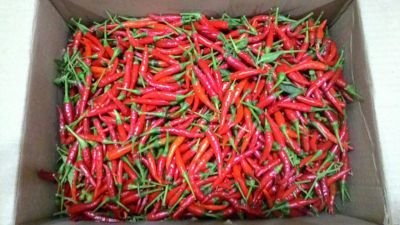 Fresh Red Chili 02
