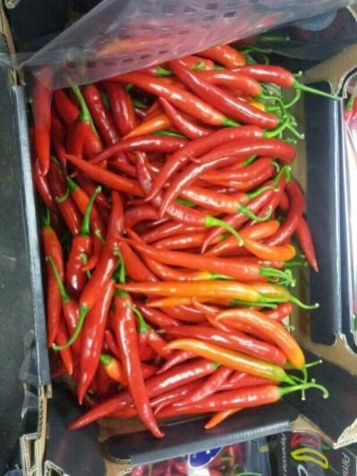 Fresh Red Chili 03