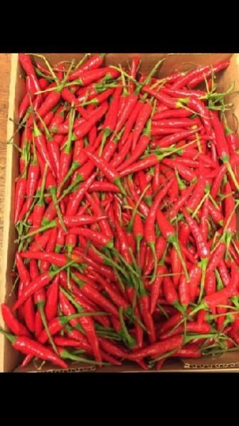 Fresh Red Chili 04