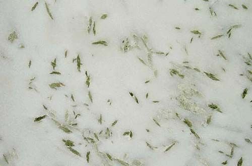 Indo Pista Marble Slab