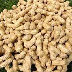 HPS Groundnut 01