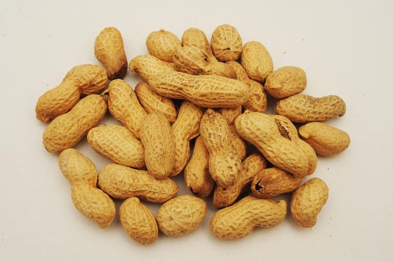 Monkey Nuts 02