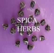 Moringa Seeds 01