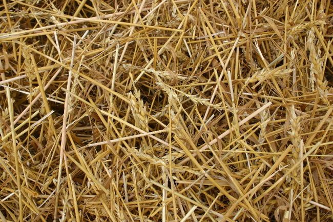 Wheat Straws 03