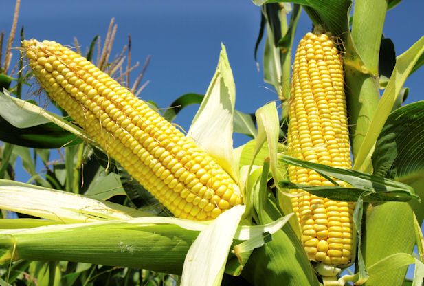 Yellow Maize 02