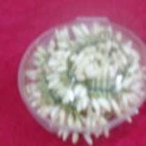 Jasmine Flowers 02