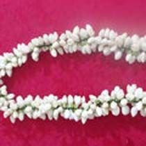 Jasmine Flowers 04