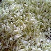 Jasmine Flowers 05