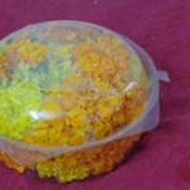 Marigold Flowers 03