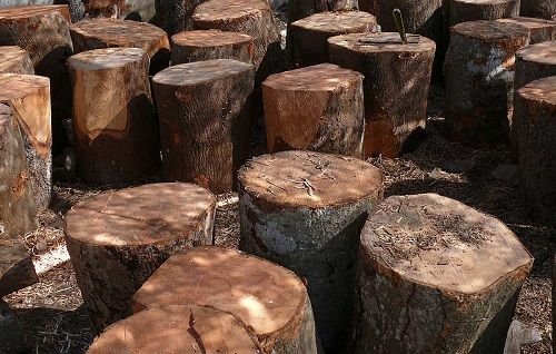 Mango Wood 01