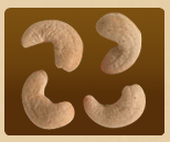Cashew Nut 05
