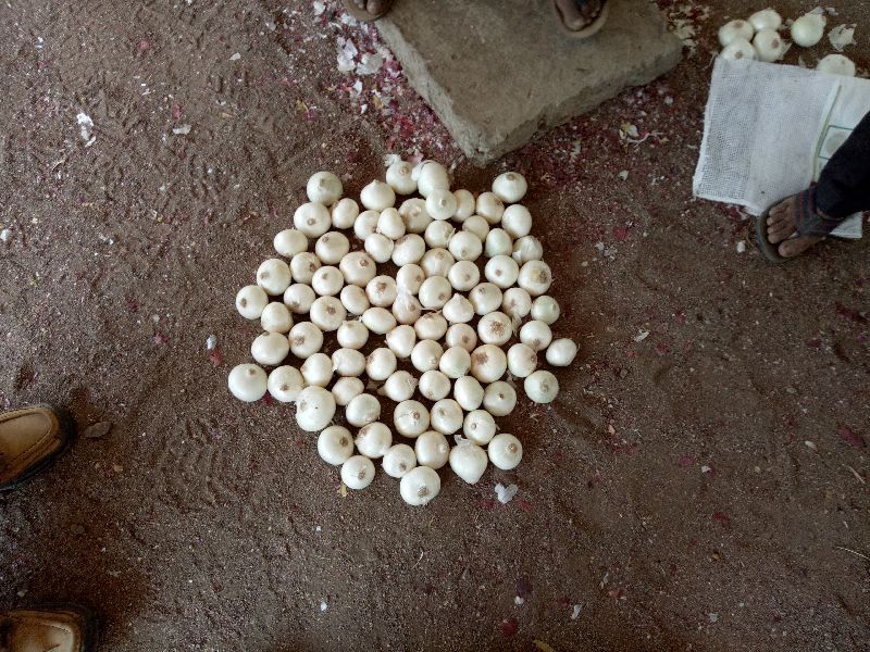 Fresh White Onions 02