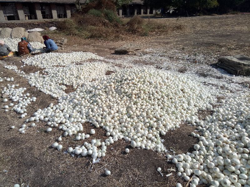 Fresh White Onions 03