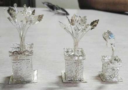 Silver Tulsi Plant 05