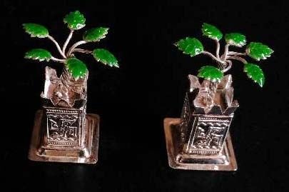 Silver Tulsi Plant 06
