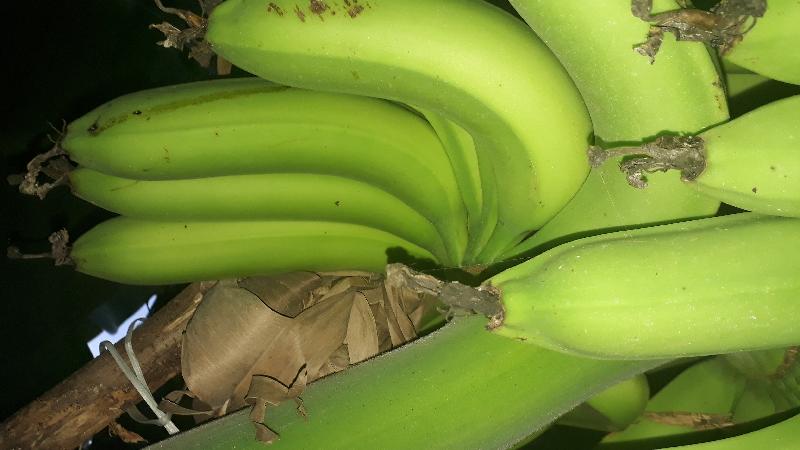 Fresh Banana 03