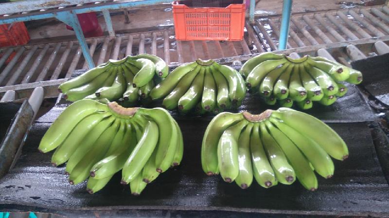 Fresh Banana 06