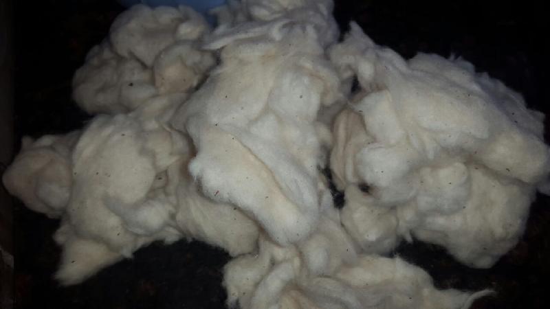 Raw Cotton 02