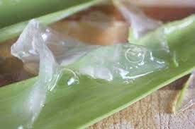 Aloe Vera Pulp 02