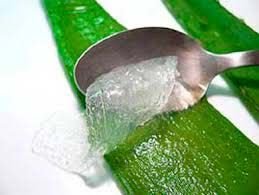 Aloe Vera Pulp 01