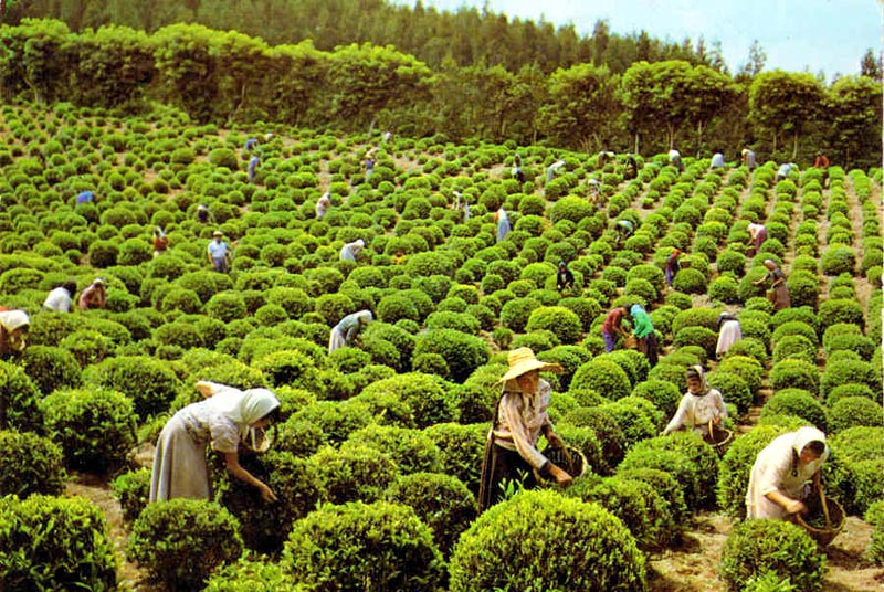 Ceylon Tea Leaves 01