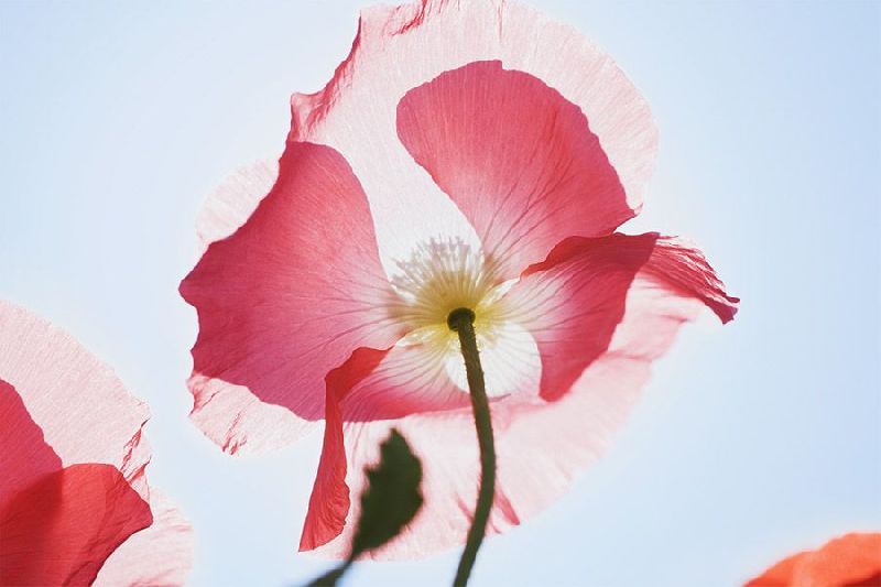 Floral Customized Wallpaper 06