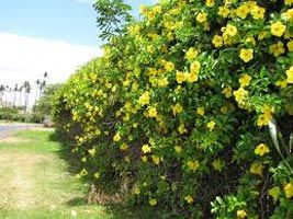 Allamanda Cathartica