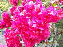 Bougainvillea Spp